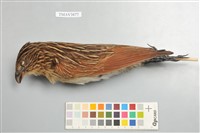 藏品(番鵑)的圖片